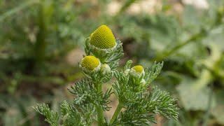 How to Use Pineapple Weed (Wild Chamomile)