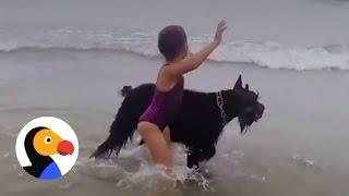 Dog Protects Girl From The Ocean | The Dodo