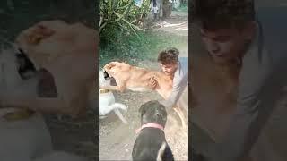 Dog fight | german shepherd and rottweiler fight • Dog attacked #shorts #short