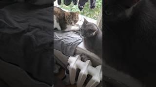 вечерняя охота (практически на енота, вы меня просто не видите) #cat #catshorts #catslover #catpack