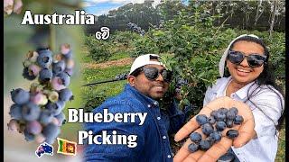 Blueberry picking Australia|යමුද බ්ලූ බෙරි කඩන්න 🫐MapPin Travel|Sinhala Vlog Australia