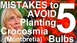 Five Mistakes to Avoid Planting and Growing Crocosmia Bulbs -  Montbretia