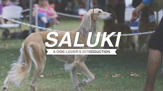 SALUKI A DOG LOVER'S INTRODUCTION