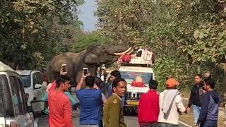 Kotdwar Road, Uttarakhand main aaya hathi