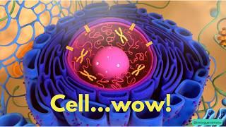 The Cell 3D Animation