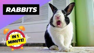 Rabbit  Your Perfect Pet Pal! | 1 Minute Animals