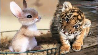 AWW Animals SOO Cute! Cute baby animals Videos Compilation cute moment of the animals #12