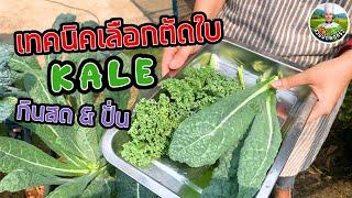 Kale เทคนิคเลือกตัดใบเคลเพื่อกินสด และทำน้ำปั่น | สวนผักพ่อครัว