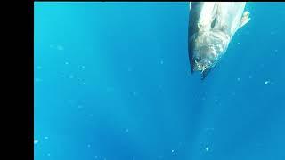 Rilascio Tonno (Blu Tuna Catch & Release in Naples)