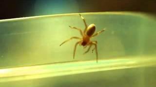 Yellow Sac Spider