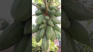 Comptez le nombre de fruits de ce papayer #agriculture #fruits #afrique #merveilles