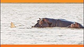 1 Bull Shark Swim-Off Against 10+ Hippos