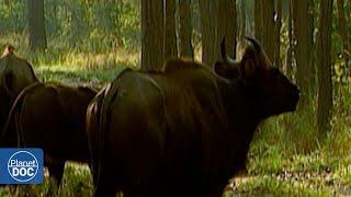 The world's largest wild bovid and other species on the border of Nepal with India