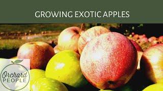 Growing Exotic Apple Trees on Through The Garden Gate