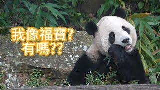 圓寶常常聽遊客說她像福寶 她親上火線說明囉 Does Yuanbao Look Like Fubao? Taipei Zoo Giant Panda