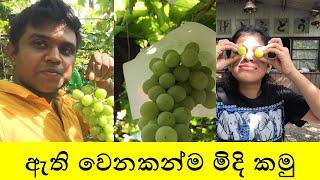 Food Vlog 8 - Grapes Hunting in Japan-ඇති වෙනකන්ම මිදි කමු- ぶどう狩り