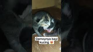 Gemoynya bayi bayi kucing  #shorts #kucing #cat #catlover #fyp