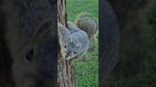 You make me play on the tree trunk.