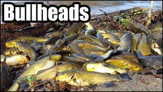 How to Catch BULLHEADS by the BUCKET LOAD! (Spring Fishing)