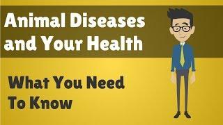 Animal Diseases and Your Health - What You Need To Know