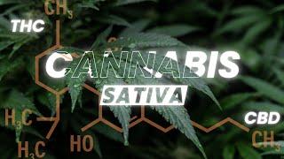 YOU CAN DIE WITH A SMILE WHEN YOU SMOKING WEED - CANNABIS SATIVA