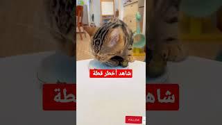 أخطر قطة #shorts #cuts #funny #funcuts