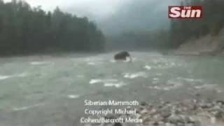 Woolly Mammoth filmed In Siberia!!! В Сибири живой мамонт!!!