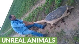 Farmers discovers insanely huge armadillo on their land