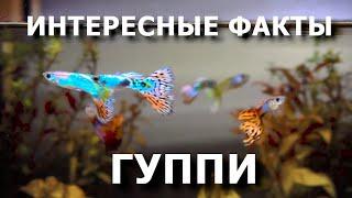 Гуппи, то что вы не знали!? Интересные факты об этих рыбках.