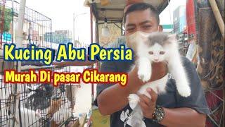 Grebek Pasar Cikarang  Kucing persia harga terjangkau Siap adopsi