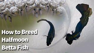 How to breed Betta Fish | Copper Halfmoon Betta Breeding | Fry to Adult