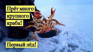 Прёт много крупного краба! Первый лёд! // Lots of big crabs. The first ice! (Eng Subs)
