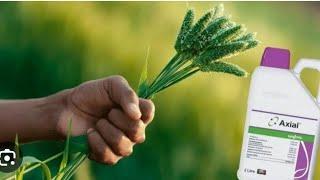 Axial herbicide  ਦਾ ਚੰਗਾ  Result ਲੈਣ ਲਈ ਸਹੀ ਢੰਗ ਅਤੇ ਚੰਗਾ Result ਨਾ ਆਉਣ ਦੇ ਪਿਛੇ ਕੀ ਕਾਰਣ