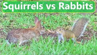 Squirrels Versus Rabbits-  Who Wins?