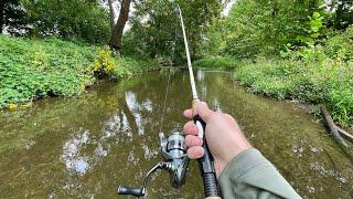 Wild TROUT Fishing with Spinners (creek fishing)