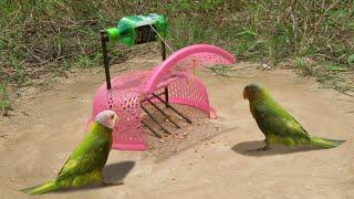 Technique Unique Trap :Amazing Parrot Trap Using Plastic Basket And Plastic Bottle