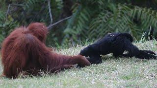 Rare Footage : Orangutan Playing With Siamangs Monkey