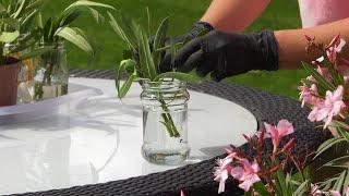 Oleander - propagation - flowers on the balcony and terrace