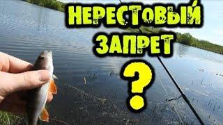 Нарушаю в нерестовый запрет?