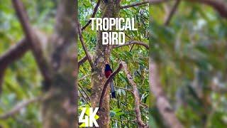 3 HRS Tropical Bird Singing - White-rumped Shama from Hawaii - 4K Vertical Screensaver