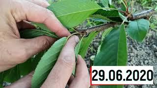 Grafting a sweet cherry to a wild cherry's root growth