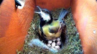 BIRD'S NEST ATTACKED BY A PREDATOR