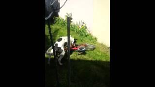 bull terrier vs vtt