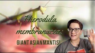 Hierodula membranacea-- Giant Asian Mantis!