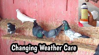 Badalty Musam Ki Best Medicine | Pigeon Care In Changing Weather | Hashim Mahmood Pigeons