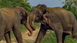 Male Elephants Fight for Dominance! | BBC Earth