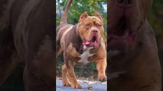 pitbull most dangerous and powerful dog in the world  #shortsfeed #shorts #viralshorts #doglover