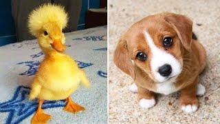 Funniest Animals 2024  Best Funny Cats and Dogs  Part 22 | Cute Baby Dogs