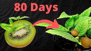 Growing KIWI Plants From Seed Time Lapse - 82 Days Plant Timelapse