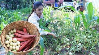 Collect white tomato, purple okra, green leaves lettuce for cooking / Cooking with Sreypov